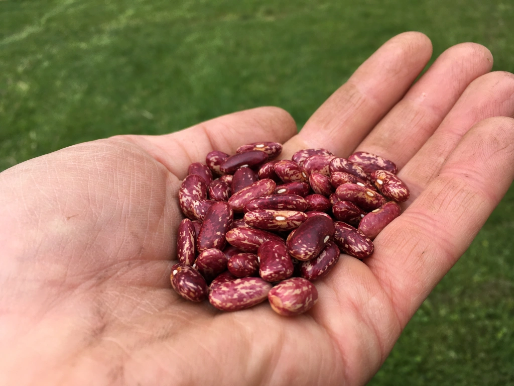 Featured image for “How to Soak and Cook Dry Beans”