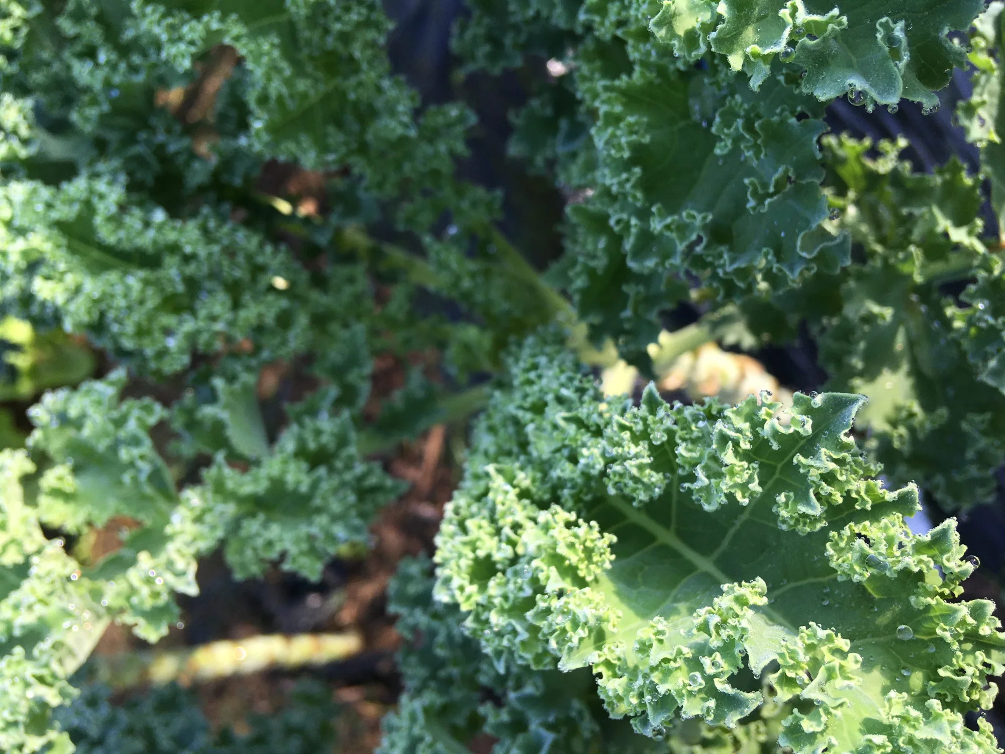 Featured image for “Kale”