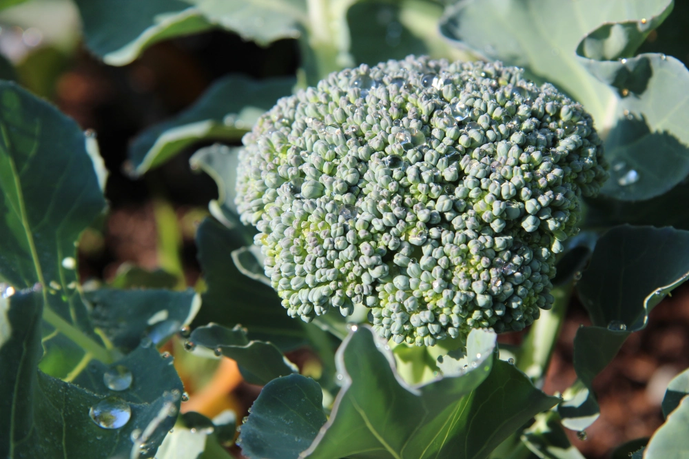 Featured image for “Broccoli and Broccolini”