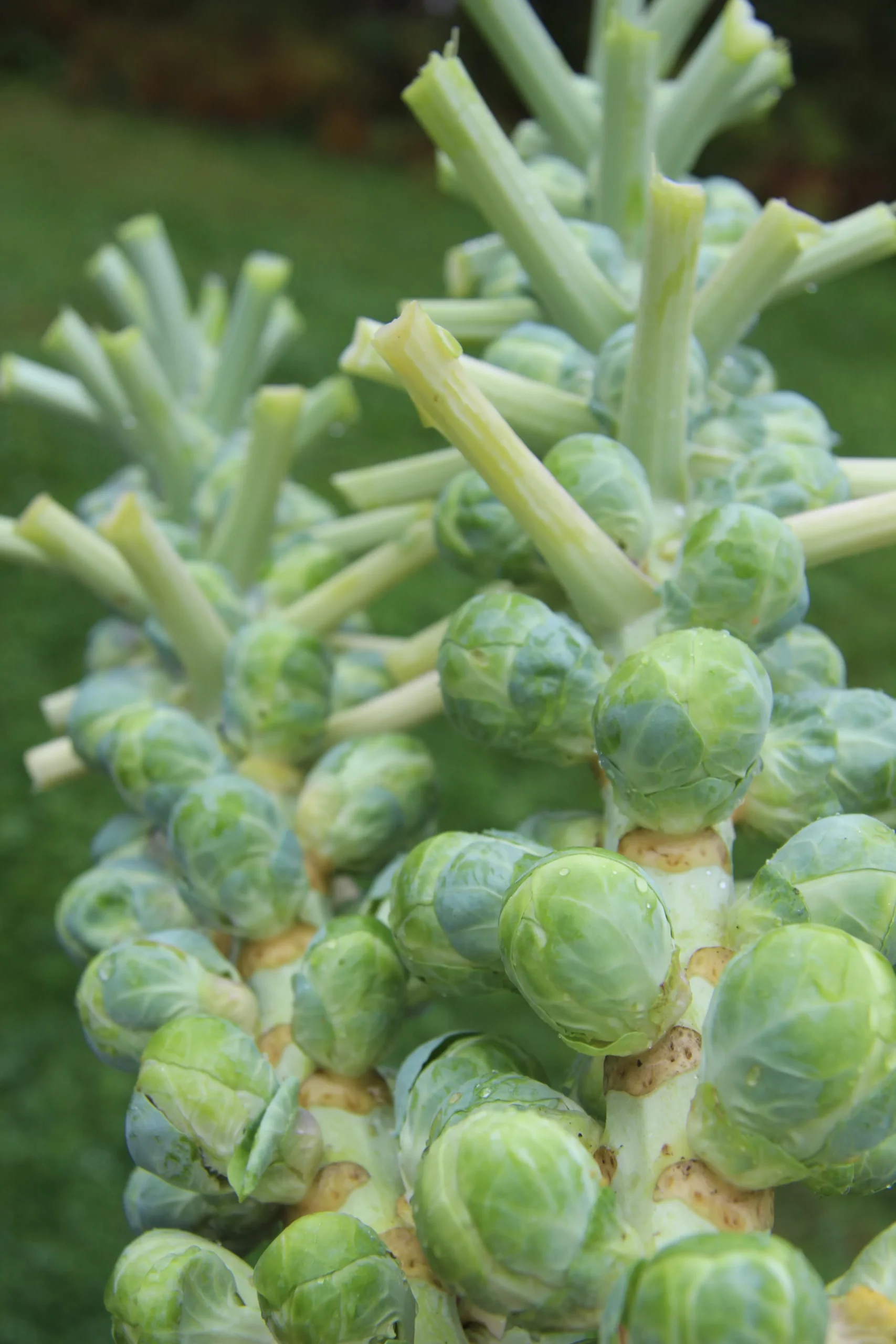 Featured image for “Brussels Sprouts”