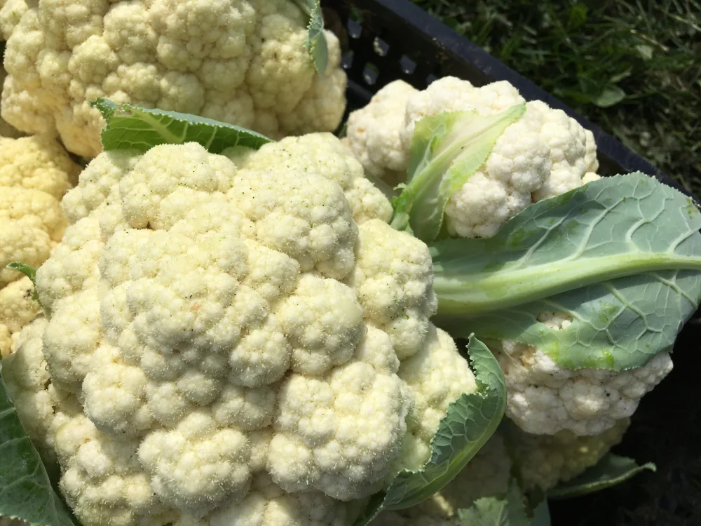 Featured image for “Cauliflower”