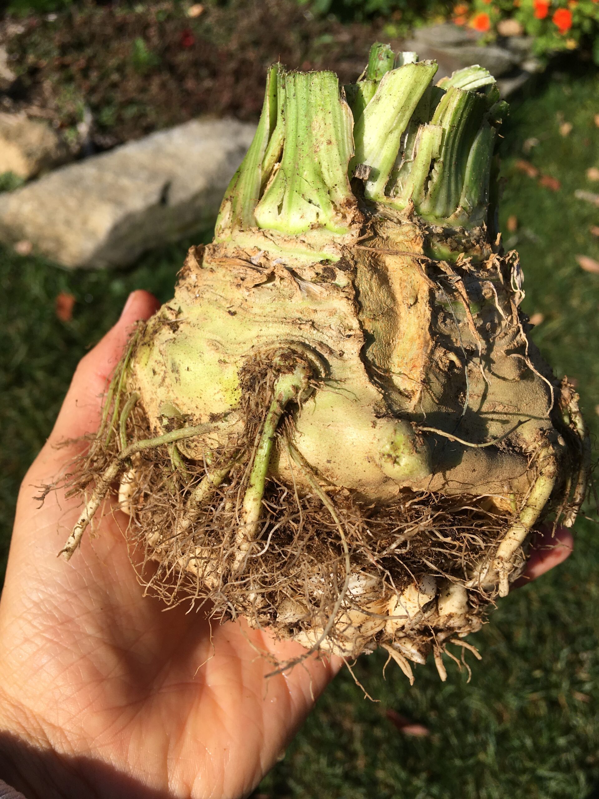 Featured image for “Celeriac – Celery Root”