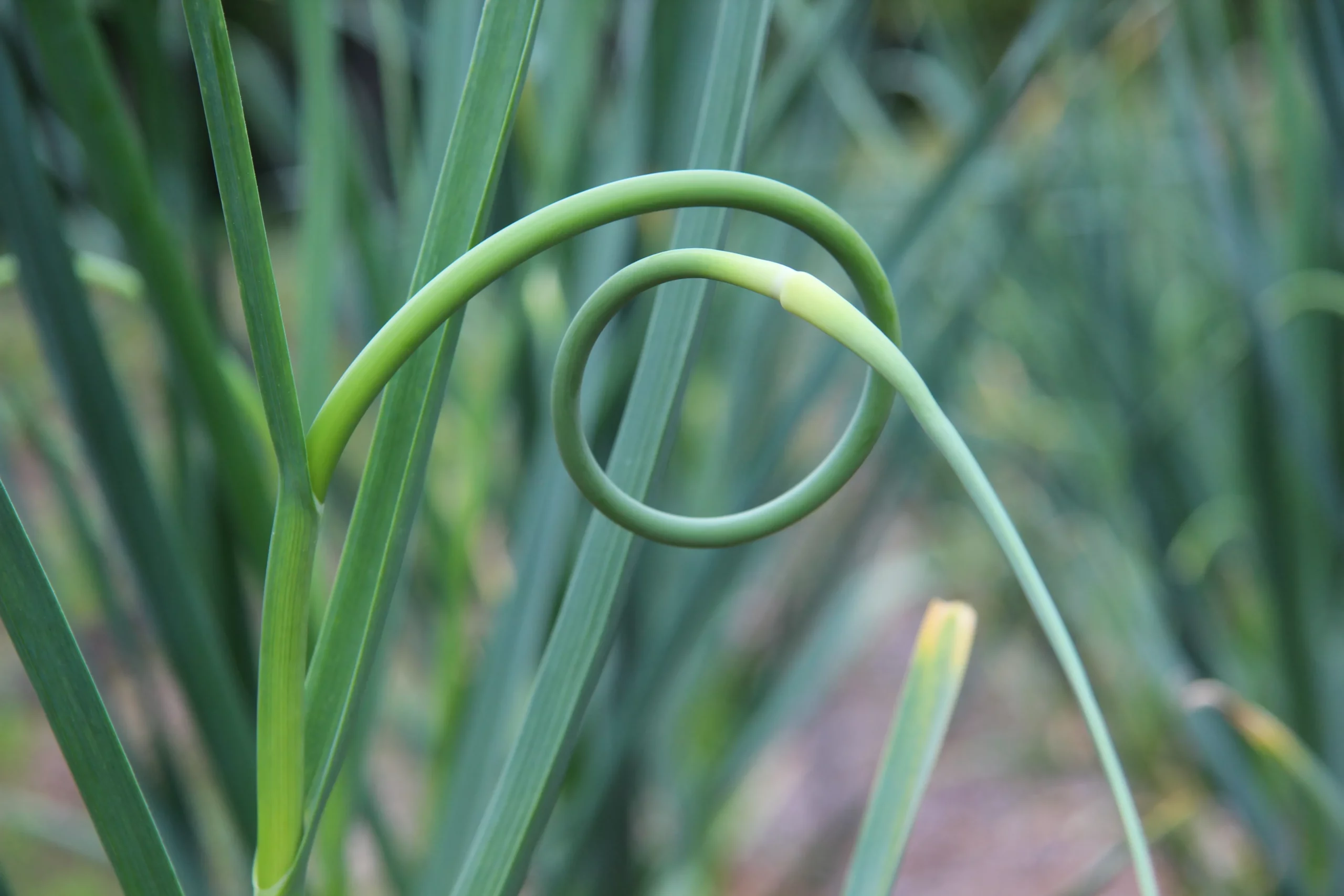Featured image for “Garlic Scape”