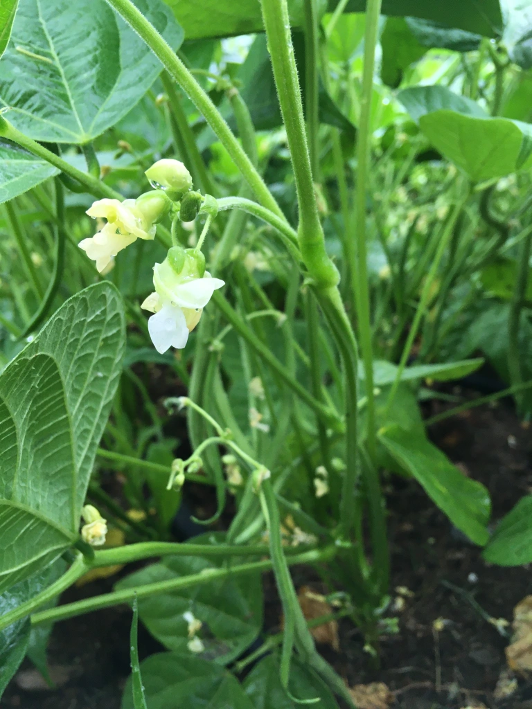 Featured image for “Green Beans”