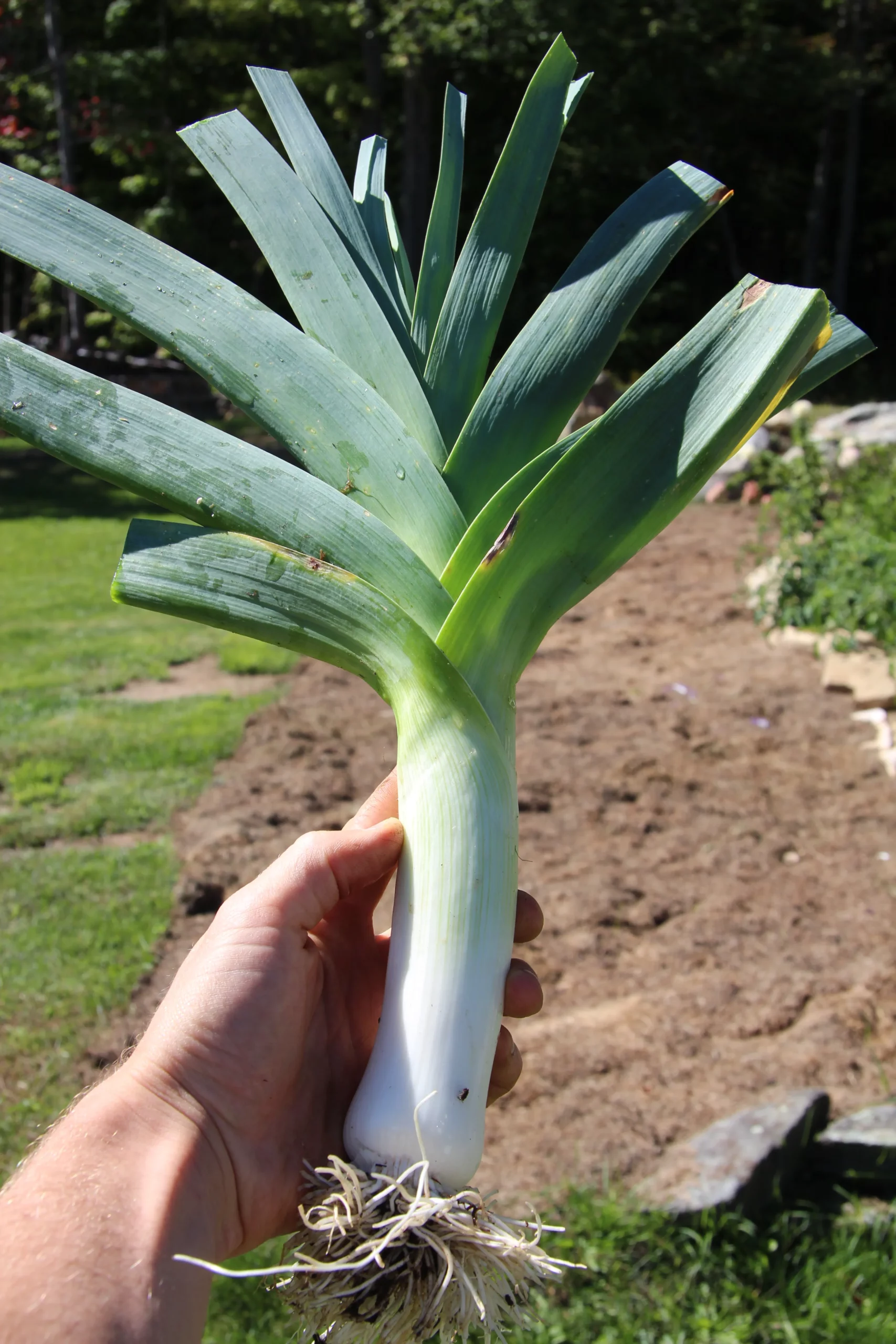 Featured image for “Leek”