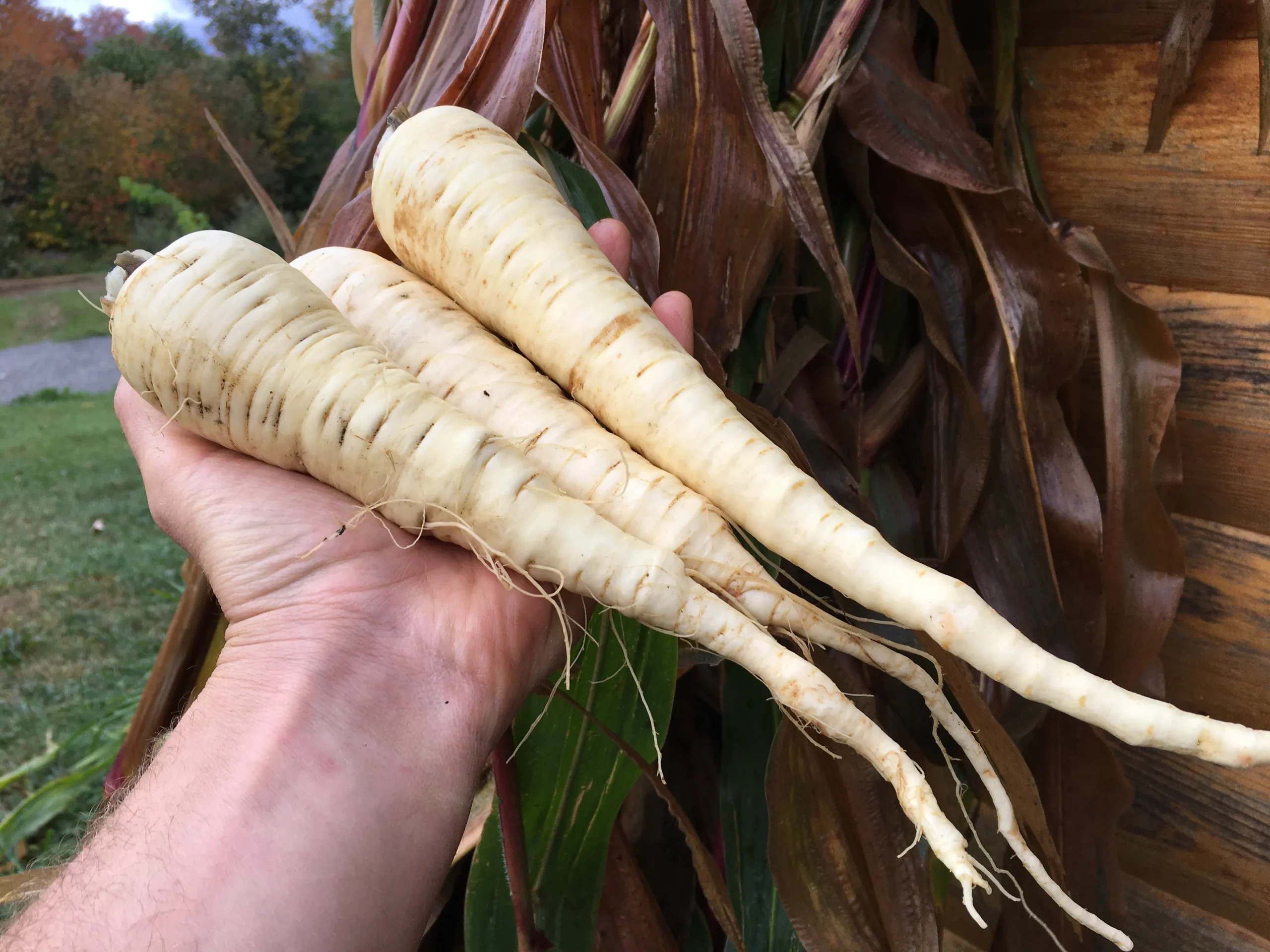 Featured image for “Parsnip”