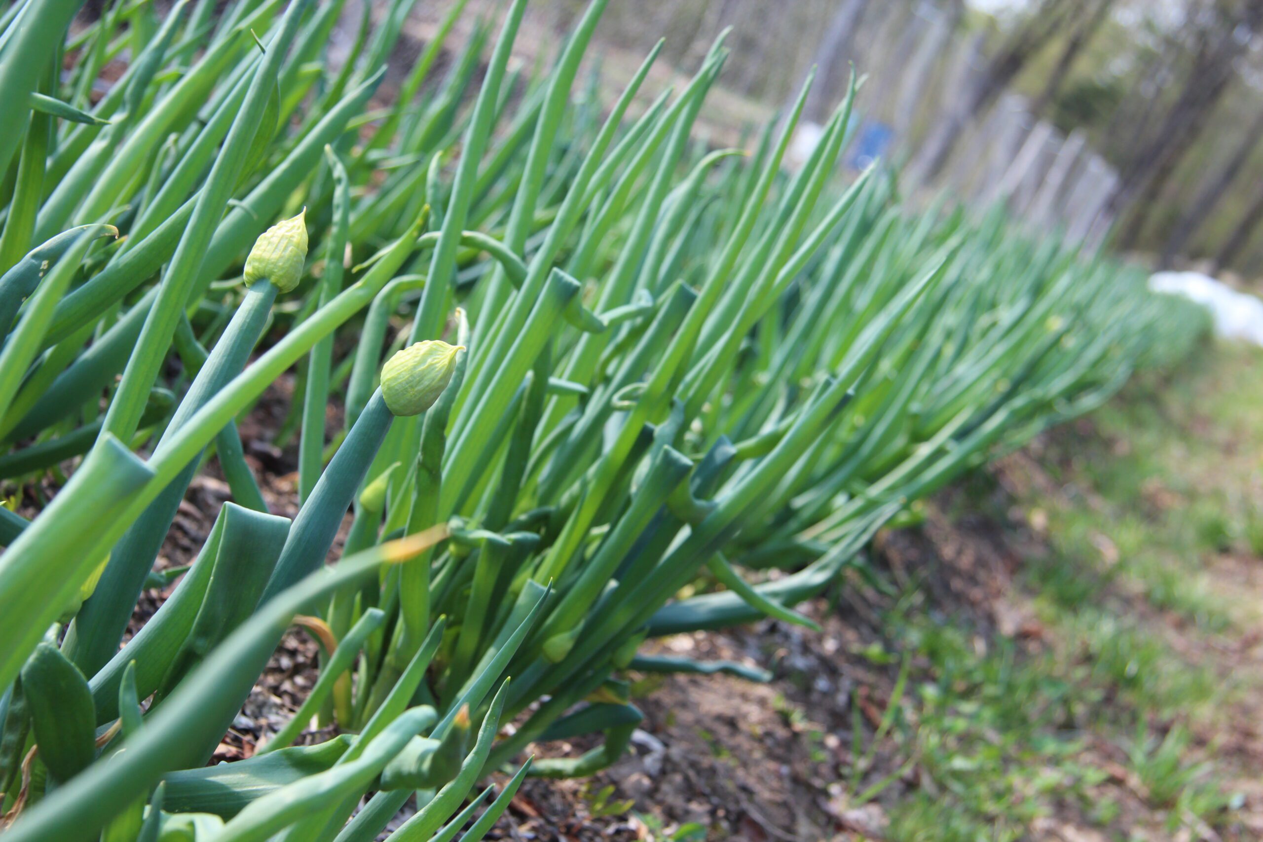 Featured image for “Scallion – Green Onion”