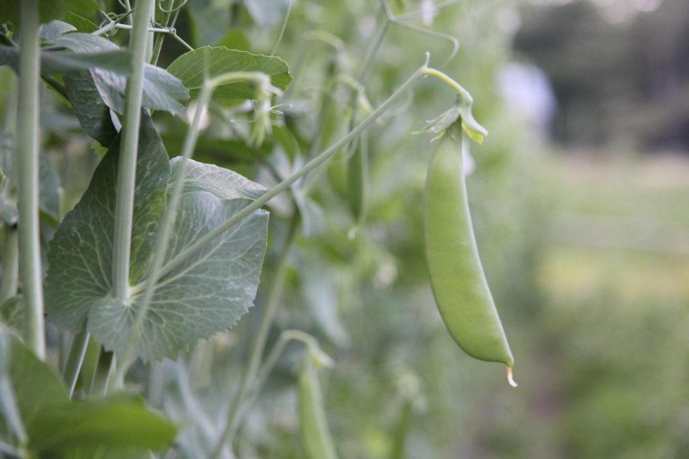 Featured image for “Sugar Snap Pea”