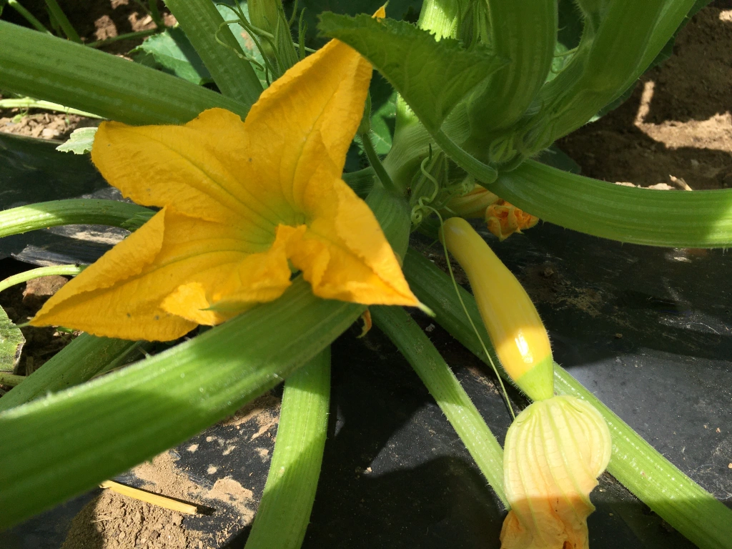 Featured image for “Summer Squash”