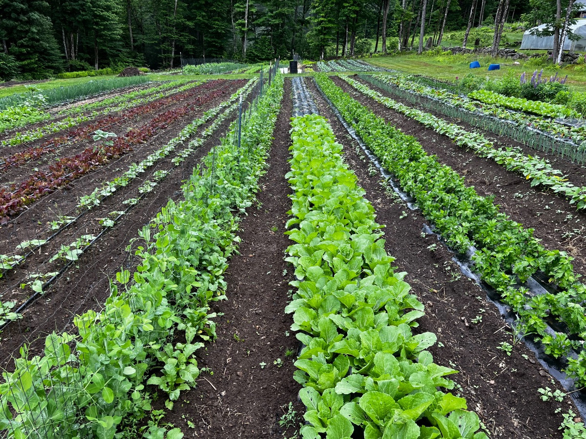 Rows of veggies in the field